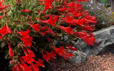 Southwest Plant of the Month -Hummingbird trumpet – Zauschneria californica var. latifolia