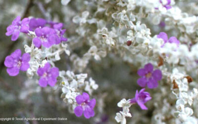 Southwest Plant of the Month – Big Bend silverleaf – Leucophyllum candidum