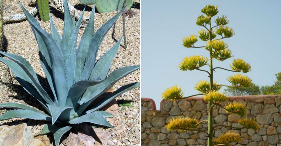Southwest Plant of the Month – Century plant – Agave spp