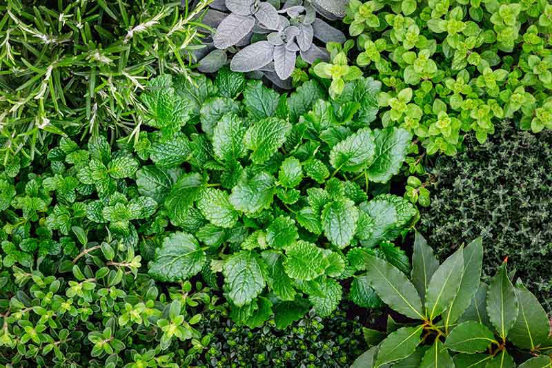 Easiest Herbs to Grow