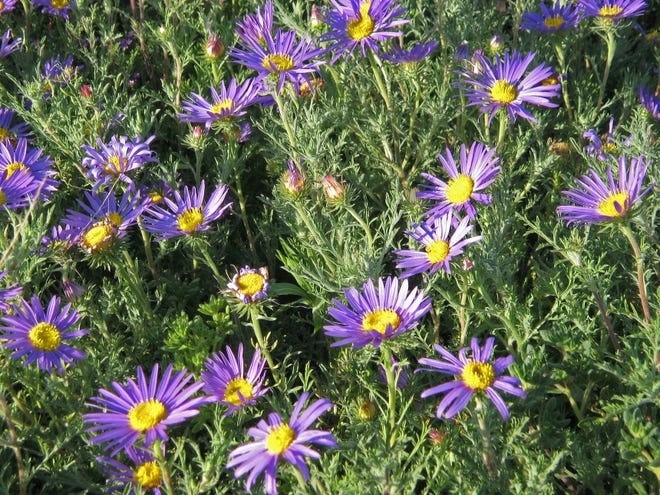 Southwest Plant of the Month – Tansy aster or Tahoka daisy – Machaeranthera tanacetifolia