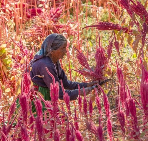 Over The Garden Wall – Gardening Info: Amaranth