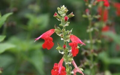 Southwest Plant of the Month – Cedar Sage – Salvia roemeriana