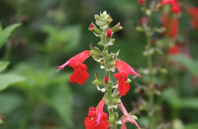Southwest Plant of the Month – Cedar Sage – Salvia roemeriana