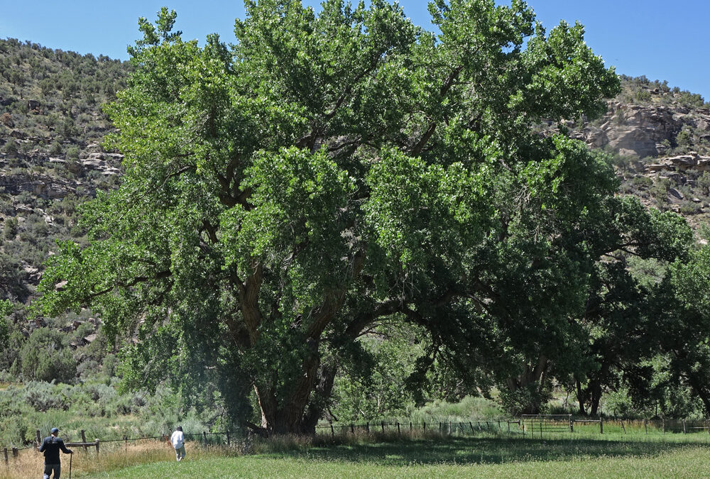Southwest Plant of the Month – Rio Grande Cottonwood – Populus deltoides subsp. wislizenii