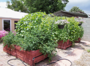 Companion Planting in the Garden @ Tamaya Wellness Center | Santa Ana Pueblo | New Mexico | United States