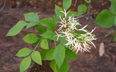 Southwest Plant of the Month – Fragrant Ash – Fraxinus cuspidata