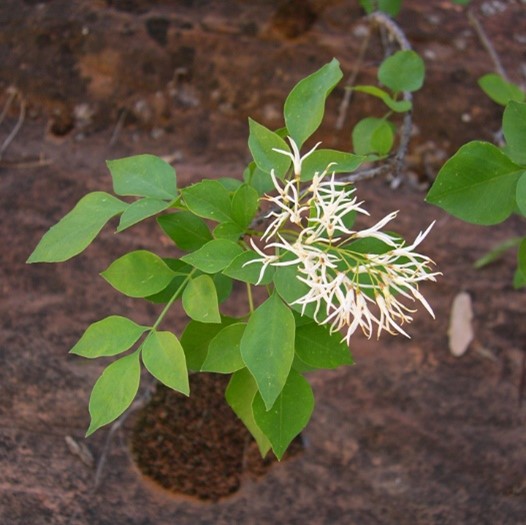 Southwest Plant of the Month – Fragrant Ash – Fraxinus cuspidata