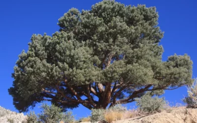 In New Mexico, Money Grows on Trees