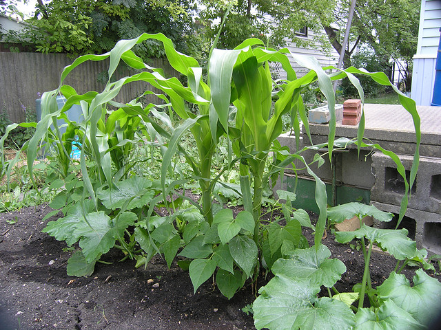 Returning the ‘Three Sisters’—Corn, Beans and Squash—to  Native American Farms Nourishes People, Land and Cultures