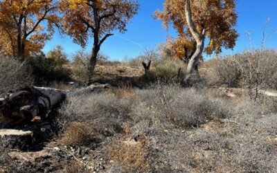 Bosque Burn Scar Replanting Project