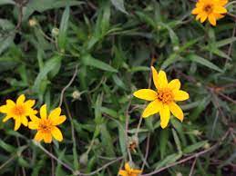 Southwest Plant of the Month – Orange zexmenia – Wedelia texana (Zexmenia hispida)