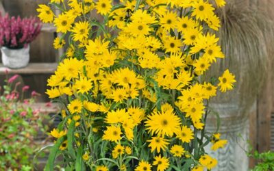 Southwest Plant of the Month – Maximilian Sunflower – Helianthus maximiliani
