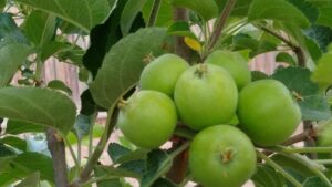 Finish Thinning Fruit Tress - Seed2Need @ Jacobs Orchard | Corrales | New Mexico | United States