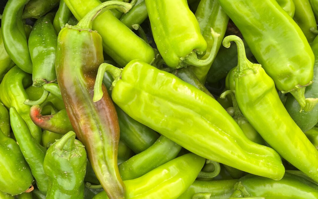 Harvesting Veggies – Seed2Need