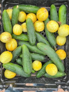 Harvesting Fruit and Veggies - Seed2Need @ Lynn Garden