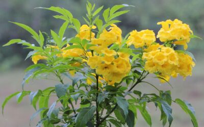 Southwest Plant of the Month – Yellow Bells – Tecoma stans