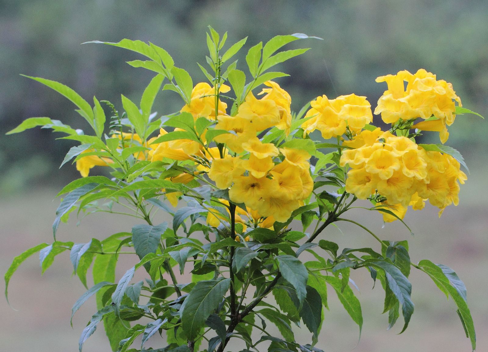 Yellow Bells Flower