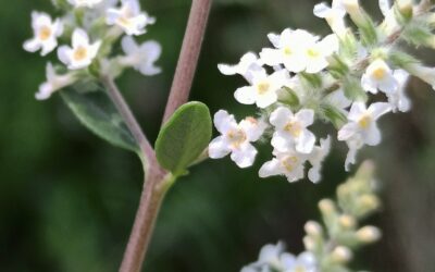 Southwest Plant of the Month – White Beebrush – Aloysia gratissima (Lippia gratissima)