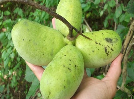 Over The Garden Wall PAWPAW – America’s Forgotten Fruit