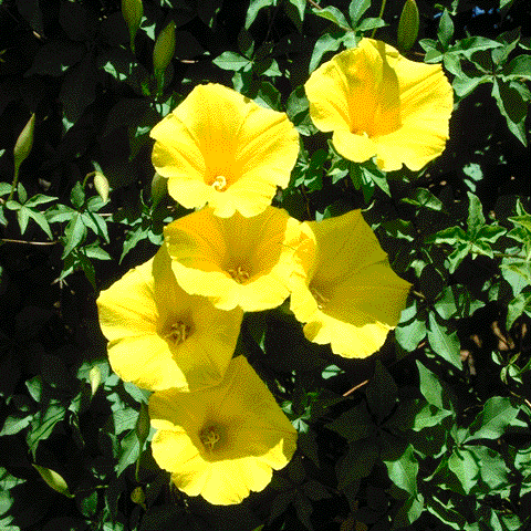 Southwest Plant of the Month – Yellow Morning Glory Vine (Merrima aurea)