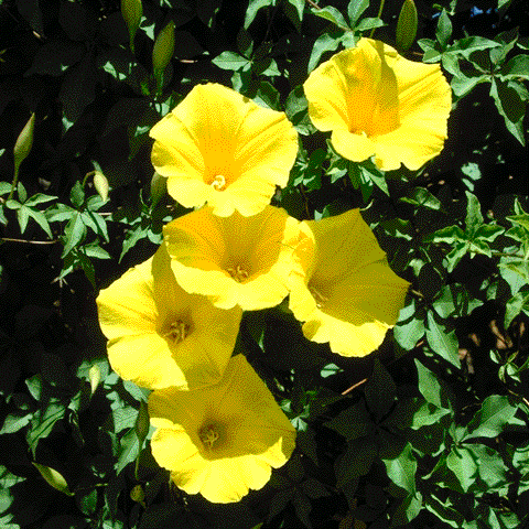 Yellow Morning Glory