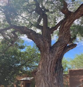 A sight to Behold: Cottonwood Tree