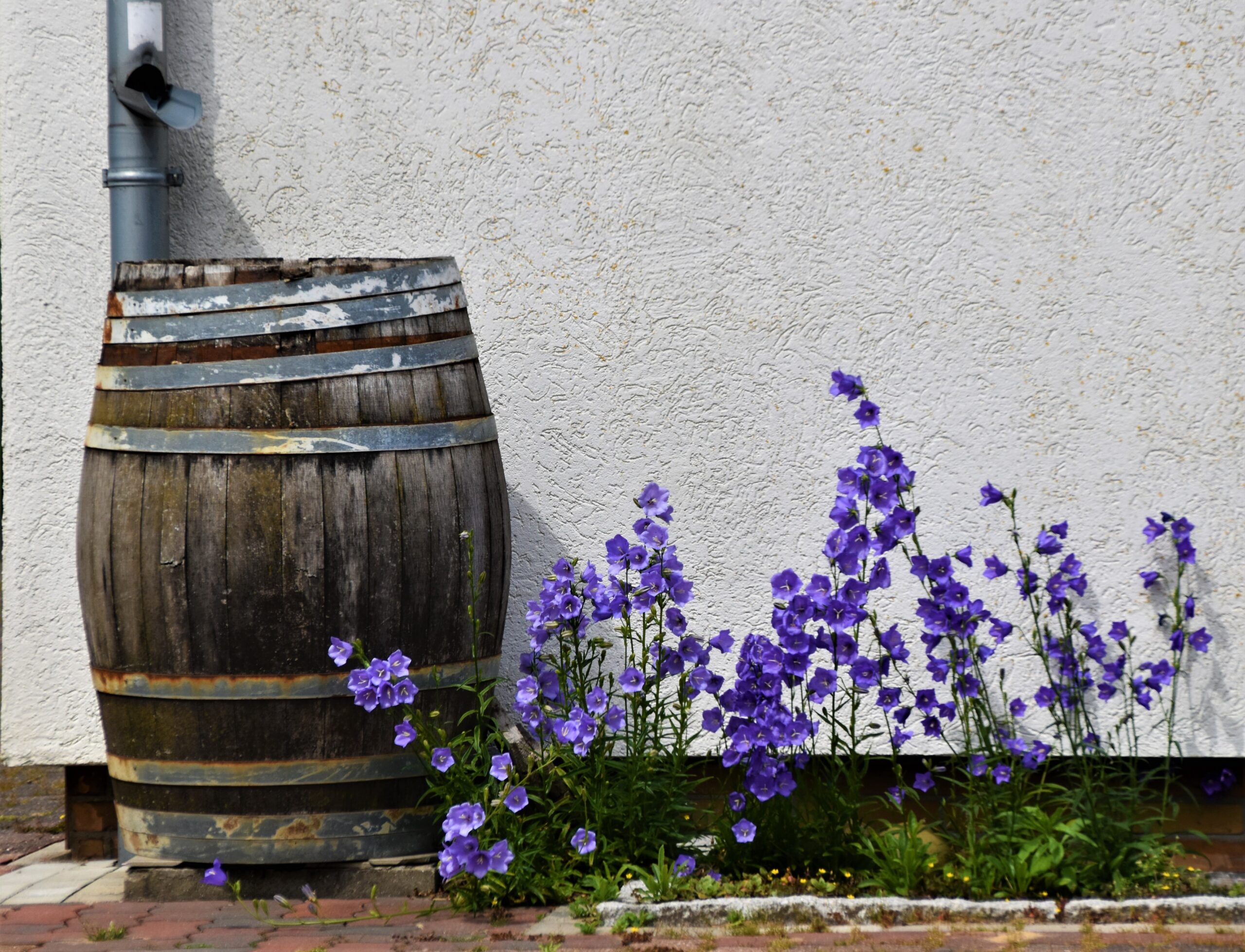 Rain Barrel Photo by Waldemar Brandt on Unsplash