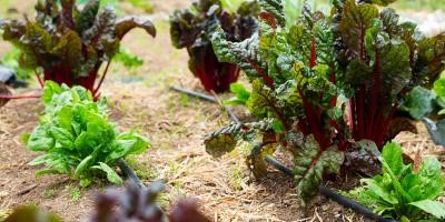 Watering lettuce