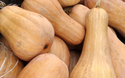 Butternut Squash – When to Harvest and Prepare