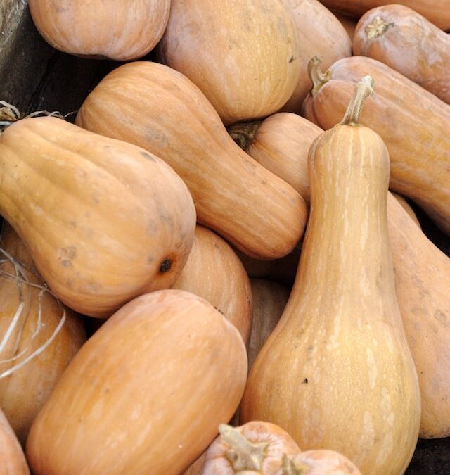 Butternut Squash – When to Harvest and Prepare