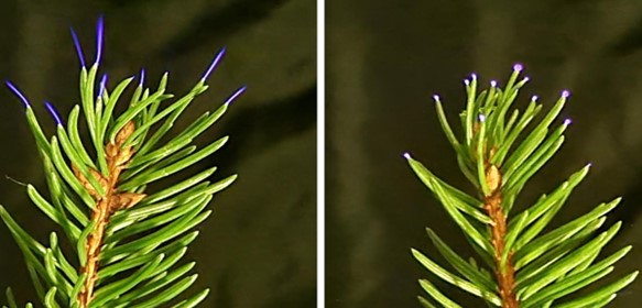 Coronas can be seen discharging at the tips of leaves during the experiments. Photo: Penn State