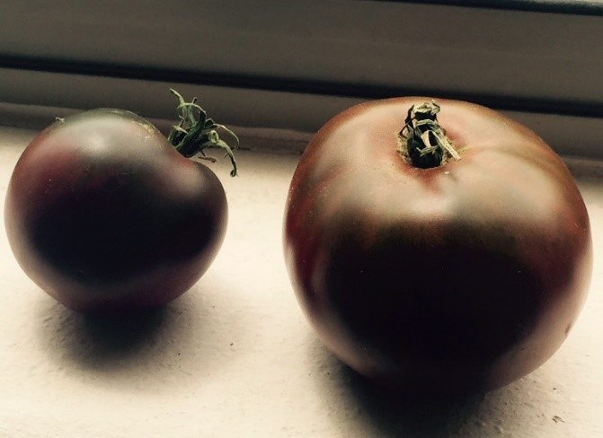 Master Gardener Sam Thompson has been saving seeds from the Paul Robeson variety of tomato to select for plants that bear smaller fruits that mature earlier in the season (left) compared to the larger, later-maturing fruits typical of the Paul Robeson variety (right). Photo: S. Thomspon