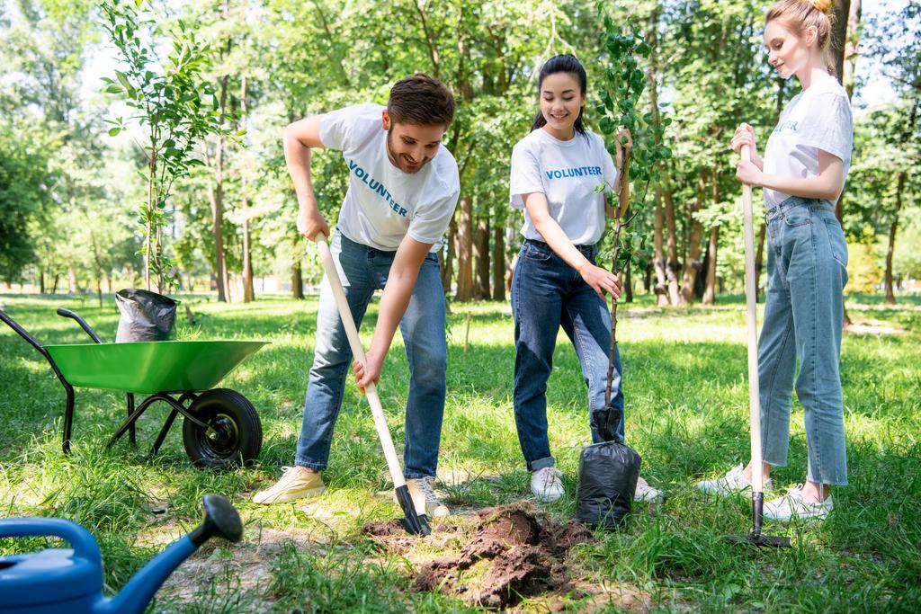 Volunteers planting tree with shovel in green park together - Stock Photo & Image By AllaSerebrina 7360x4912 px Stock Photo ID: 199511242