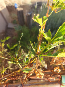 What is decimating my Virginia Creeper? Integrated Pest Management Helpline Question 2