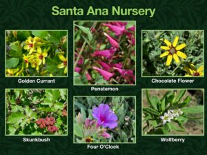 Field Trip to Santa Ana Native Plant and Tree Nursery @ Santa Ana Pueblo | Bernalillo | New Mexico | United States