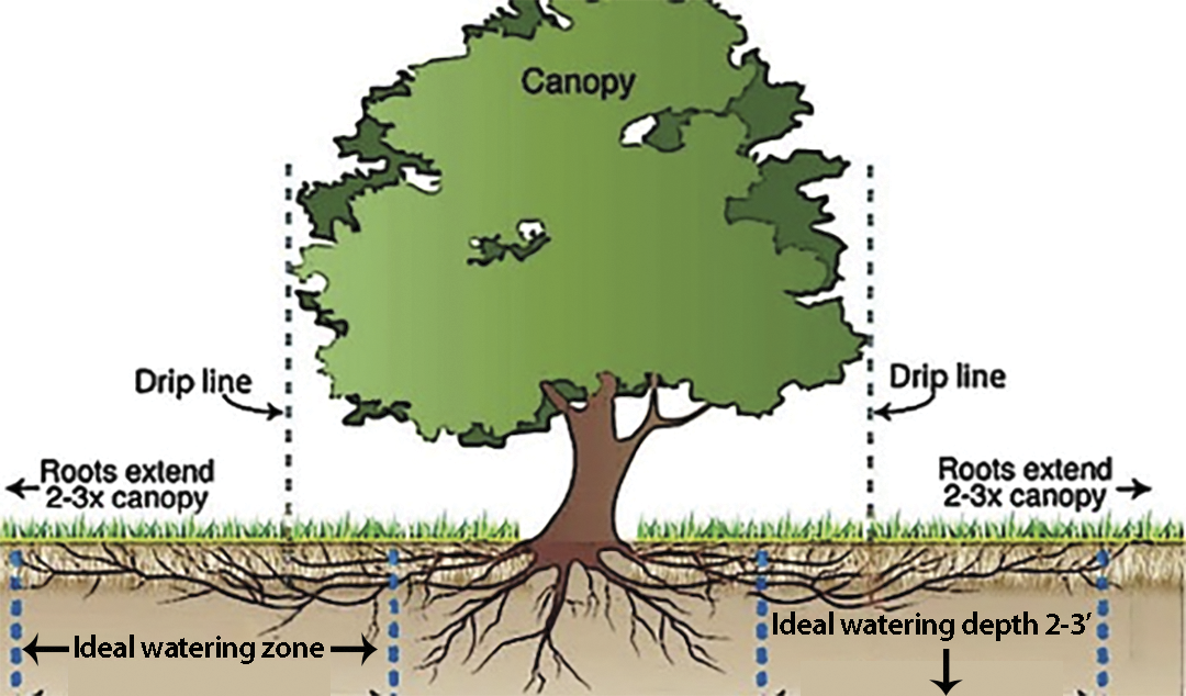 Tree Watering