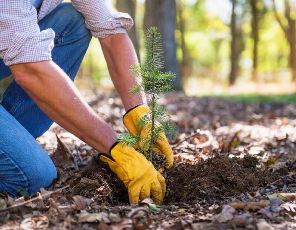 Safe Gardening