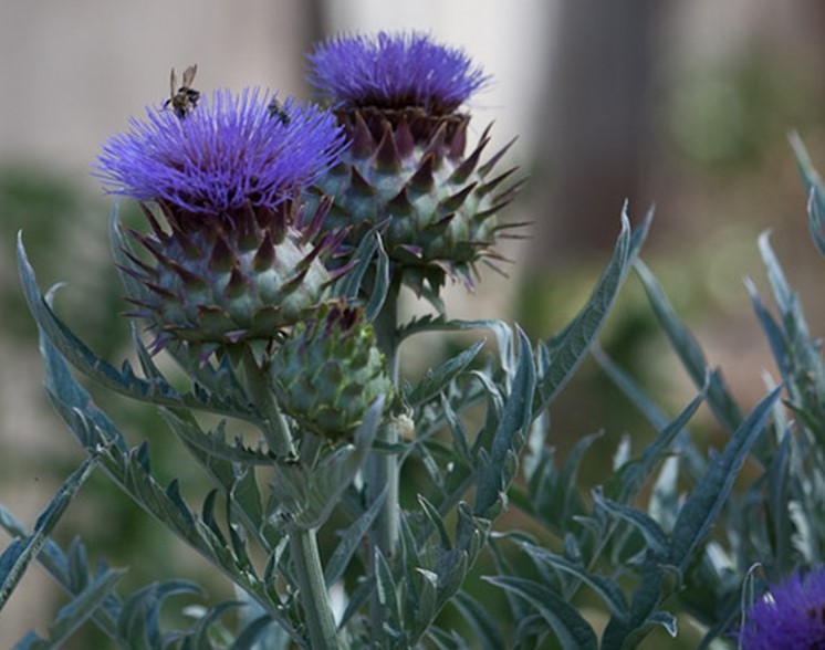 Sustainable Landscape displaying flowers and bees (pollinators) Photograph by Linda Walsh