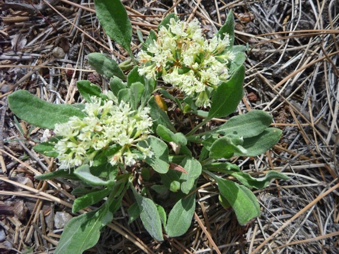 James’ Buckwheat – Bandelier National Monument