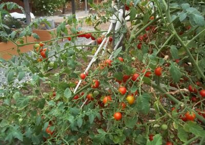 Loren Meinz - Cherry tomatoes on the vine