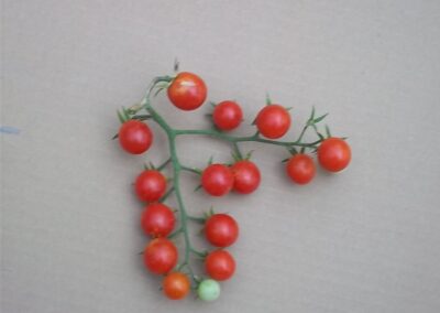 Loren Meinz - Cherry tomatoes