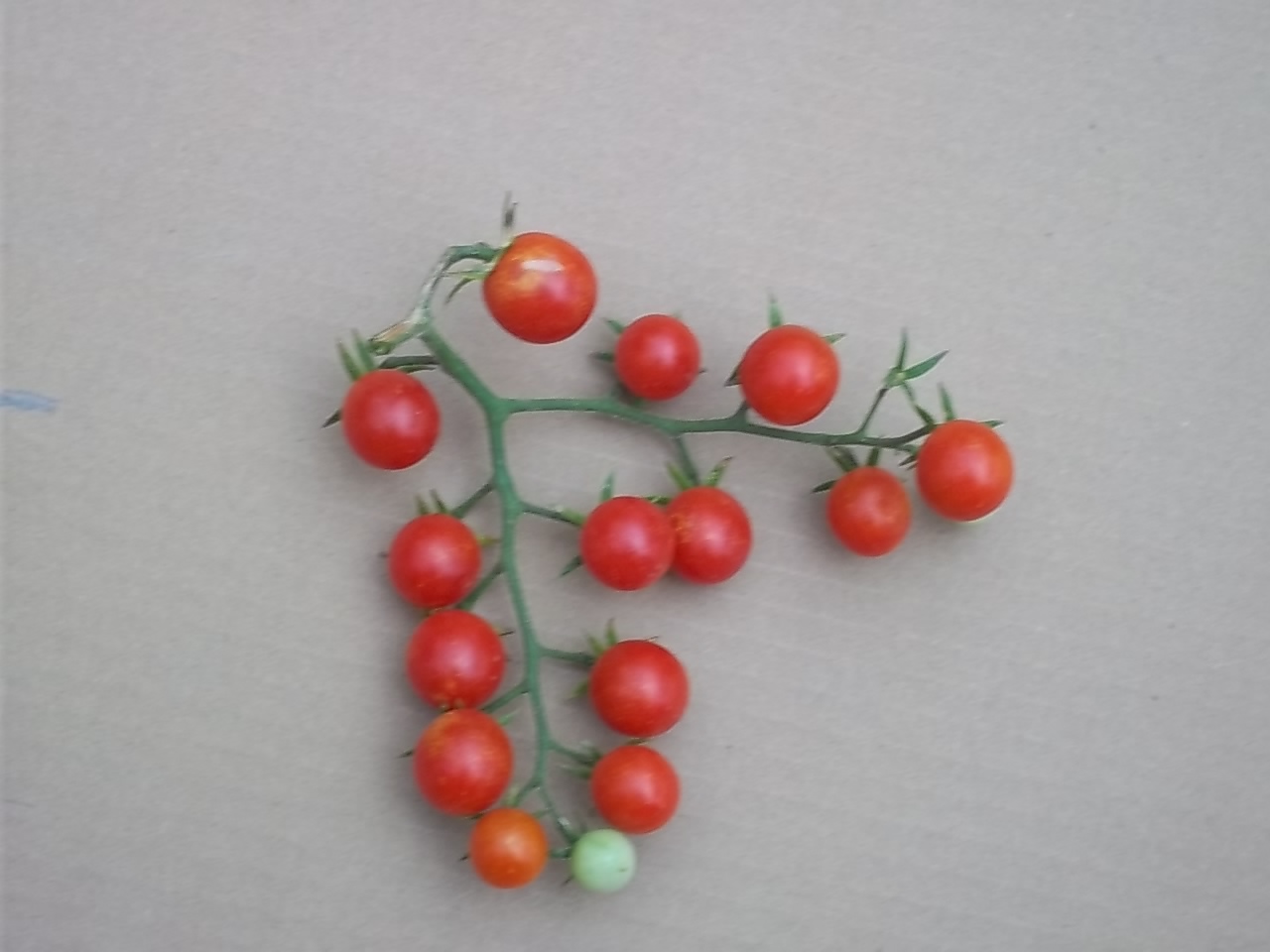 Loren Meinz - Cherry tomatoes