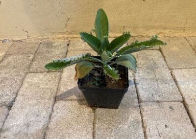Plant needing more water and a bigger pot