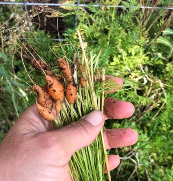 Carrots from the garden