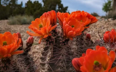 Placitas Garden Tour