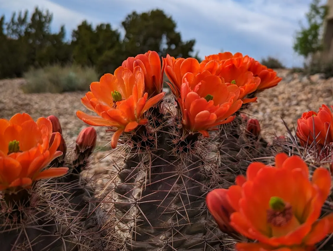 Cactus in Garden 3