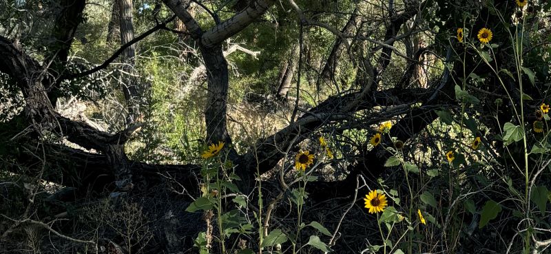 Sunflowers + Fallen Tree