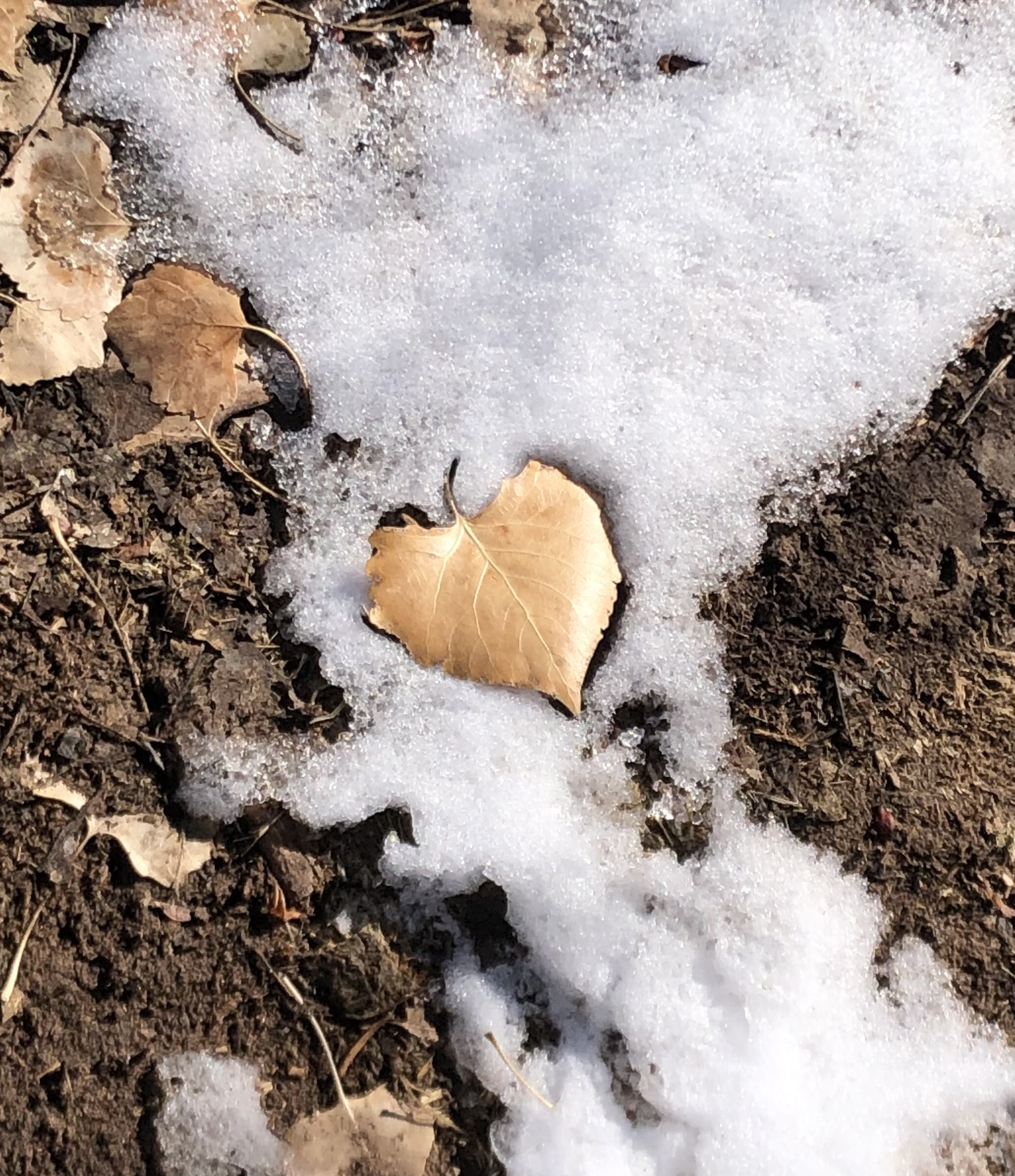 Heart Leaf in snow