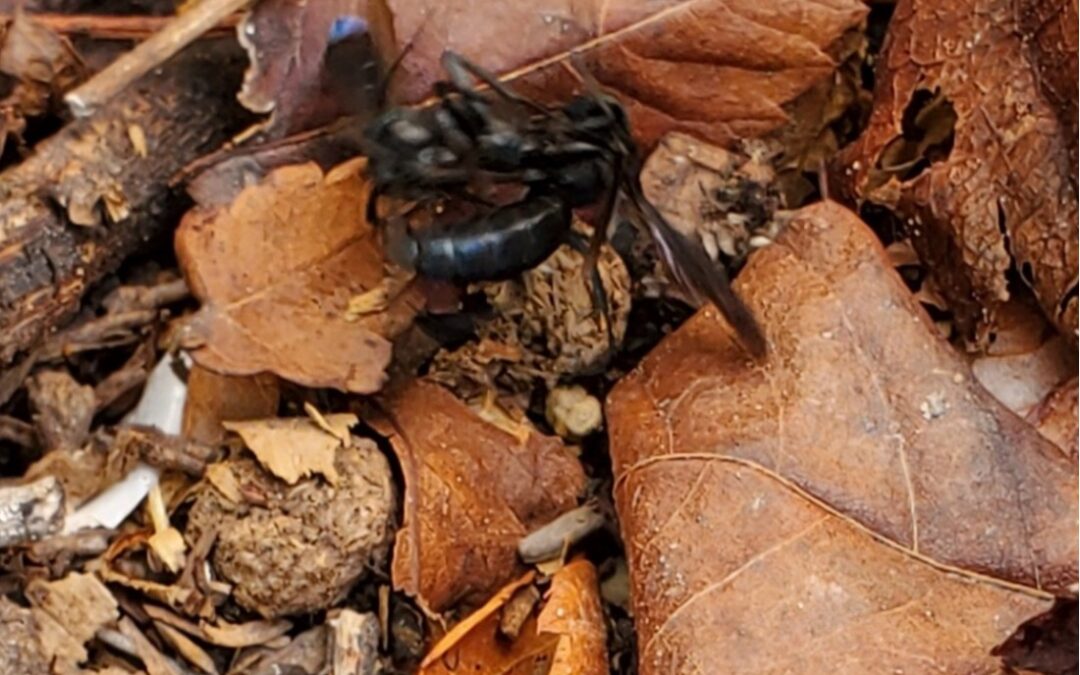 Bethany Abrahamson – Native Wasp Rumblings
